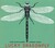 Bluebird Blues - Sam Burckhardt &  Jeremy Kahn